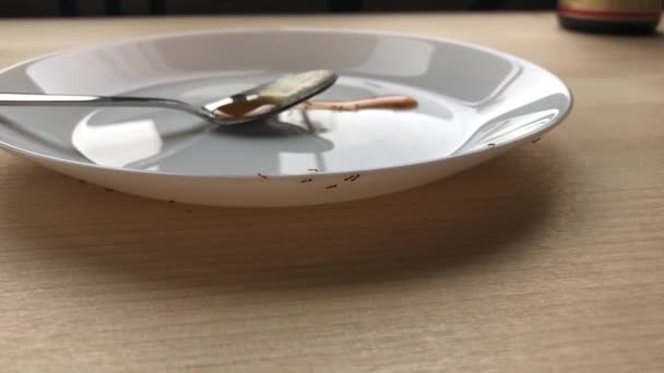 Mrówki czołgają się na białym talerzu — Wideo stockowe