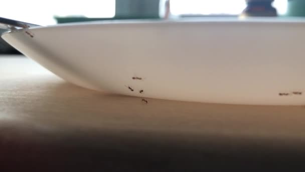 蚂蚁在白板上爬行 — 图库视频影像