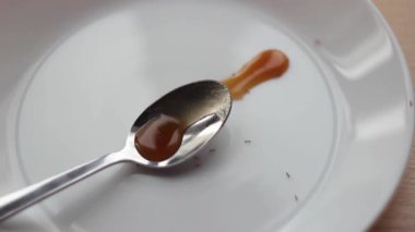 Karıncalar beyaz bir tabaktan bal yerler. Yukarıdan görünüşü.