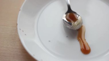 Karıncalar beyaz bir tabaktan bal yerler. Yukarıdan görünüşü.