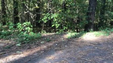 Bir adam sonbahar ormanında Stinger Caiman bisikletiyle gezer.