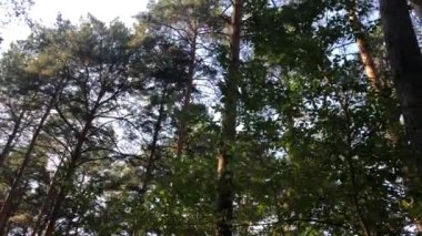 Ormanın hareket halindeki manzarası, aşağıdan yukarıya doğru