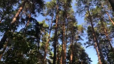 Sonbahar ormanını seyret. Kameranın düzgün dönüşü.