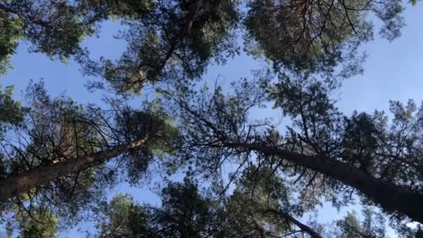 Gyönyörű kilátás az égre és az erdőre — Stock videók