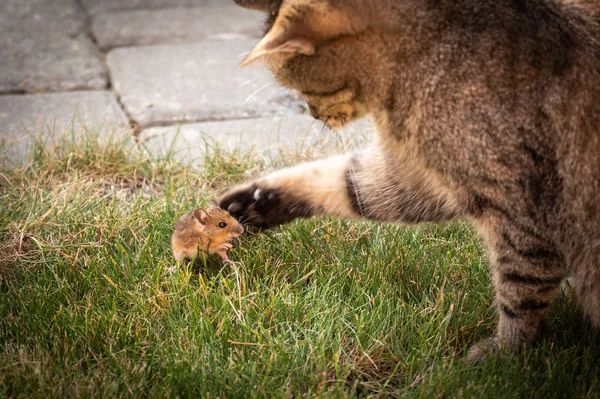 Beautiful Cat Plays Captured Mouse Green Grass — Stock Photo, Image