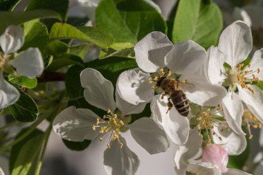Honeybee, bahar sabahı beyaz çiçekten beslenmeye devam ediyor.