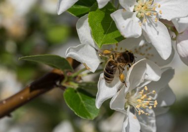 Honeybee, bahar sabahı beyaz çiçekten beslenmeye devam ediyor.