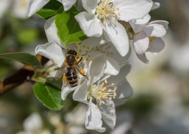 Honeybee, bahar sabahı beyaz çiçekten beslenmeye devam ediyor.