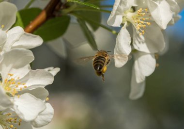 Honeybee, bahar sabahı beyaz çiçekten beslenmeye devam ediyor.