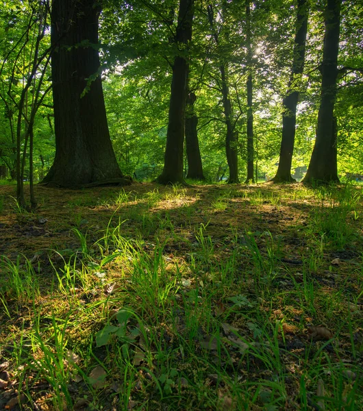 güneşli bir gün parkta