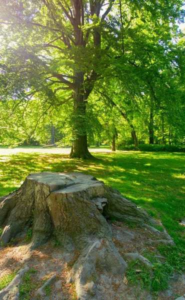 güneşli bir gün parkta