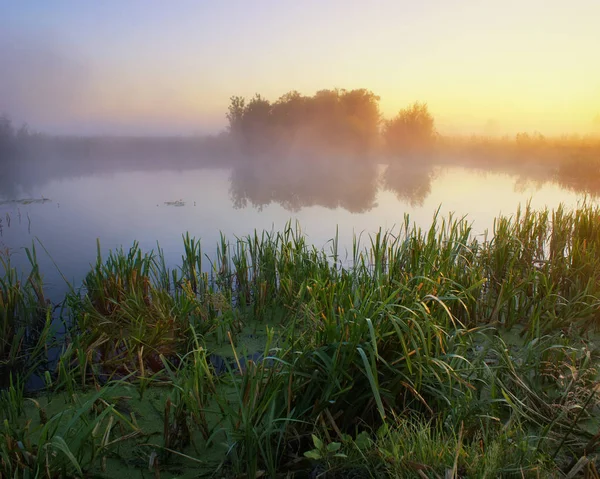 Туманное Утро Реке — стоковое фото