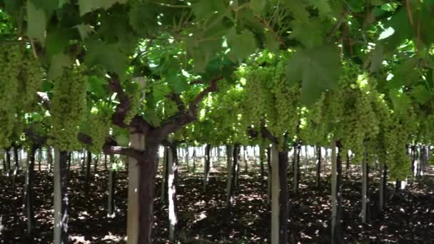 Vinha Com Uvas Maduras Campo Pôr Sol — Vídeo de Stock