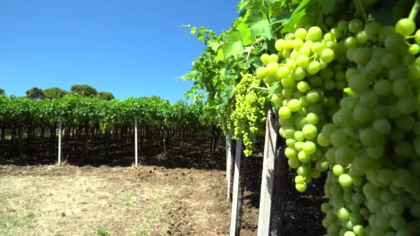 Wijngaard Met Rijpe Druiven Het Platteland Bij Zonsondergang — Stockvideo