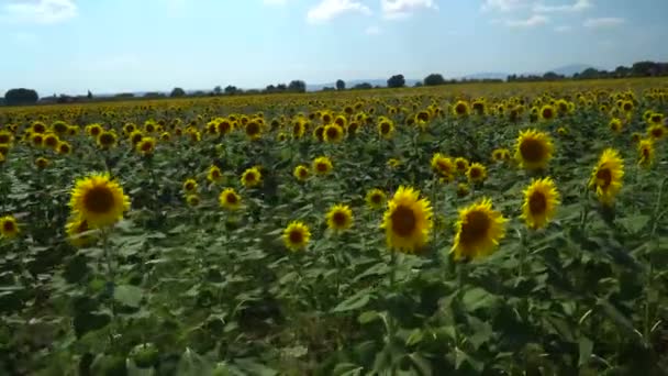 Belle vue sur le champ de tournesol 