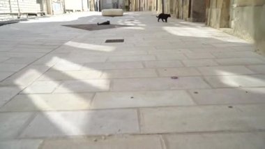 Sokakta iki sevimli siyah kedi