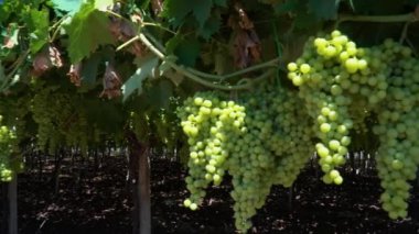 Gün batımında kırsalda olgunlaşmış üzümlerle dolu bir bağ.