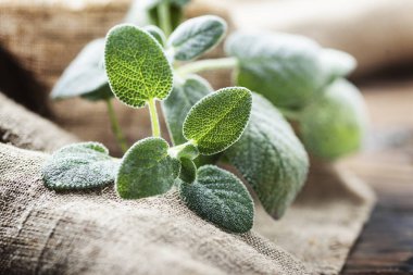 Ahşap masa, seçici odak taze adaçayı yaprağı