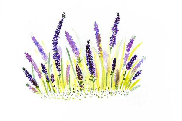 Hand Drawn Watercolor Lavender Isolated White Background — Stock Photo, Image