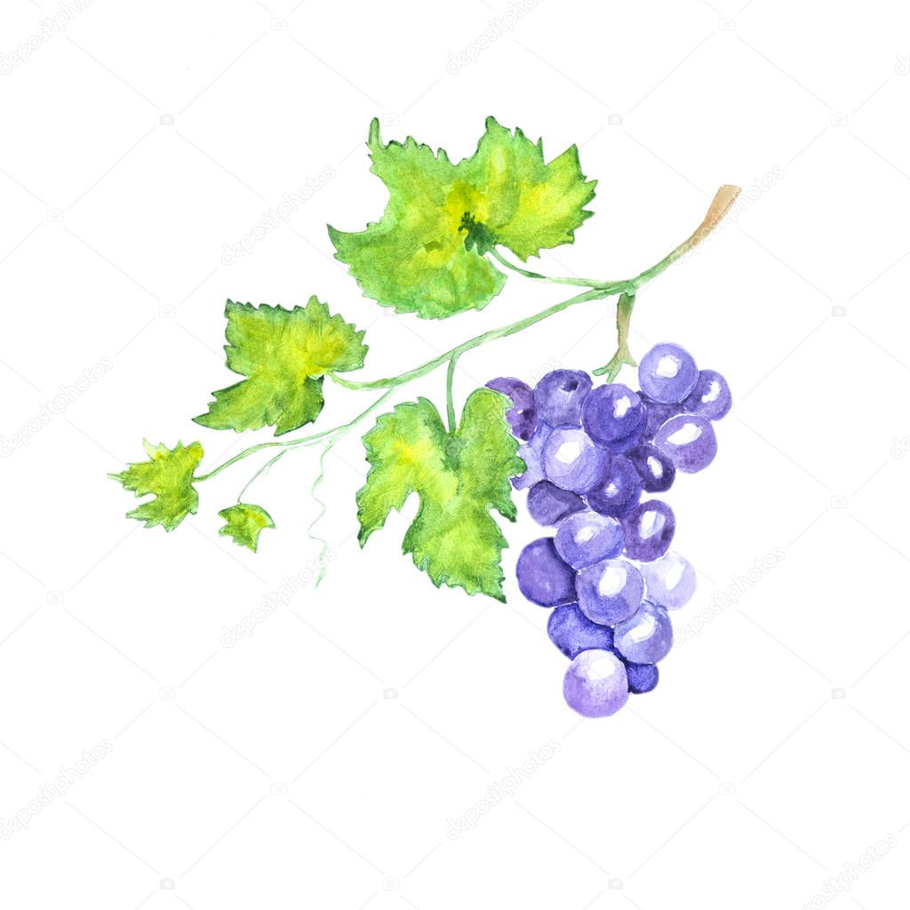 Hand drawn watercolor grape with green leaves isolated on white background