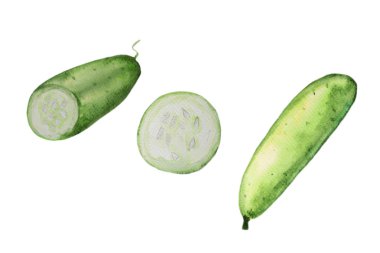 Beyaz arka planda izole suluboya elle çizilmiş salatalık