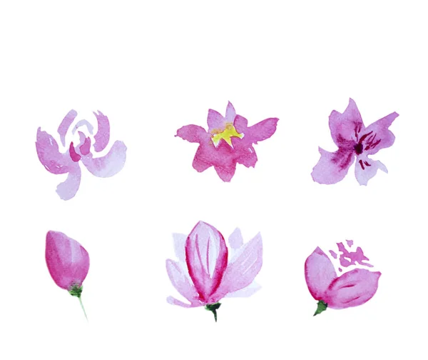 Watercolor Hand Drawn Pink Flowers Isolated White Background — Stock Photo, Image