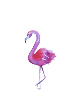 Beyaz arka plan üzerinde izole suluboya el çekilmiş pembe flamingo