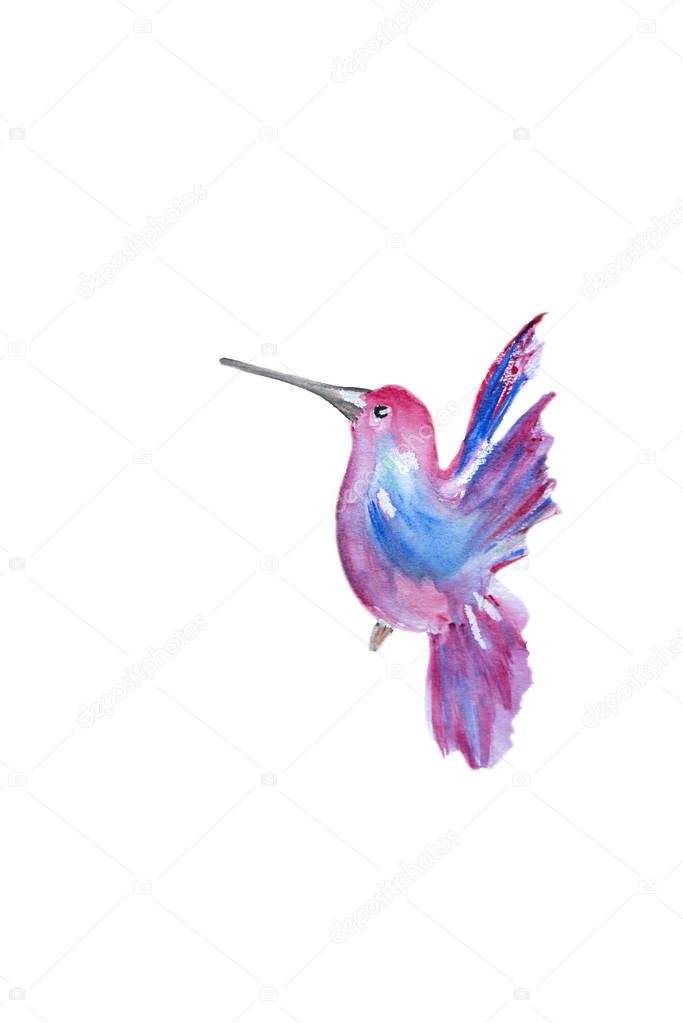 Watercolor pink hummingbird. Hand drawn painting isolated on white background