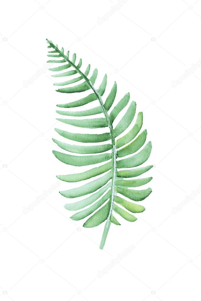 Simple watercolor green fern. Hand drawn painting isolated on white background