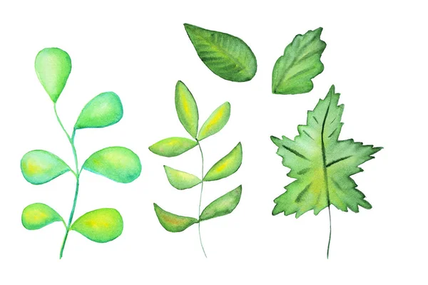 Aquarela Mão Desenhado Folhas Verdes Isoladas Fundo Branco — Fotografia de Stock