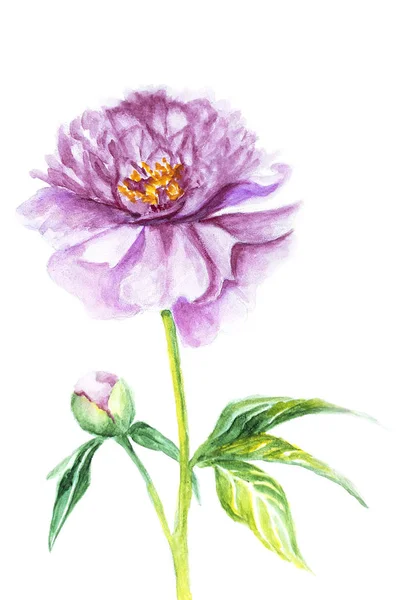 Hand Drawn Watercolor Peony Isolated White Background — Stock Photo, Image