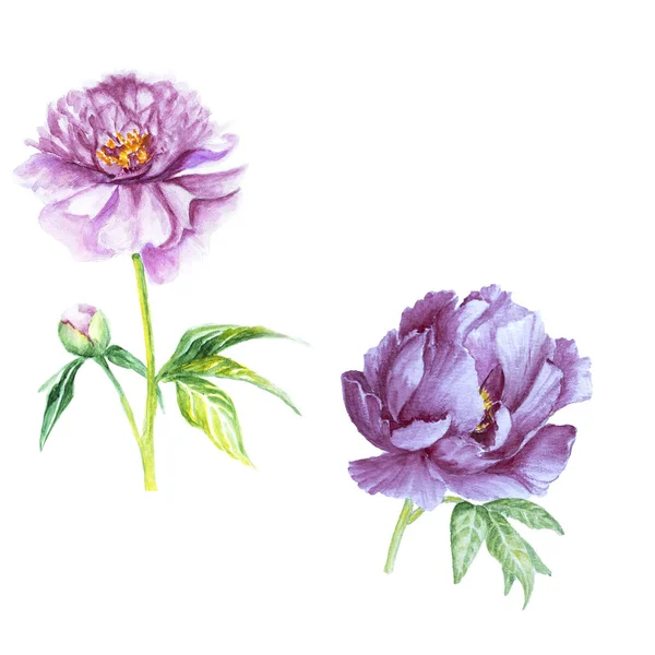 Hand Drawn Watercolor Peony Isolated White Background — Stock Photo, Image