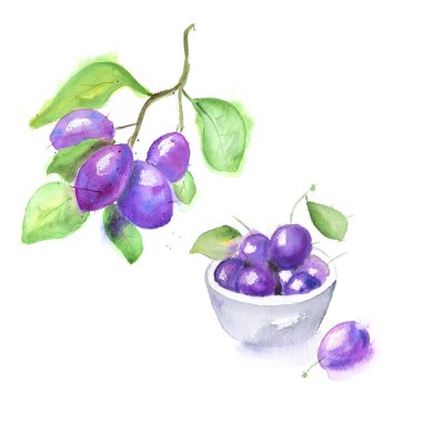 Elle çizilmiş suluboya Erik ve beyaz arka plan üzerinde izole yeşil yaprakları