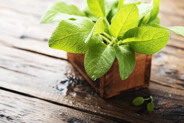 Salvia officinalis — Stock Photo, Image