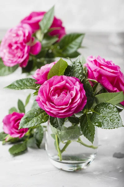 Surpreendentes rosas rosa selvagens — Fotografia de Stock
