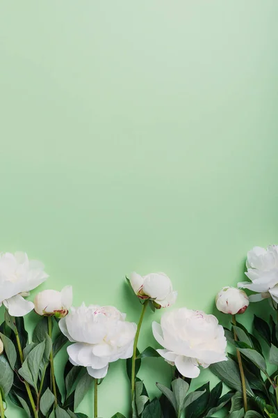 Peonía Blanca Elegante Sobre Fondo Verde Concepto Una Tarjeta Felicitación —  Fotos de Stock