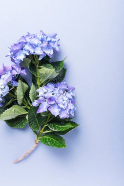 Mavi arka planda harika mavi ortanca çiçekleri olan düğün davetiyesi. Metin için kopyalama alanı olan yukarıdan aşağıya görünüm