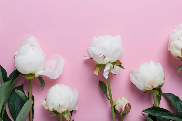 Vit Elegant Pion Rosa Bakgrund Begreppet Gratulationskort Ovanifrån Med Kopia — Stockfoto