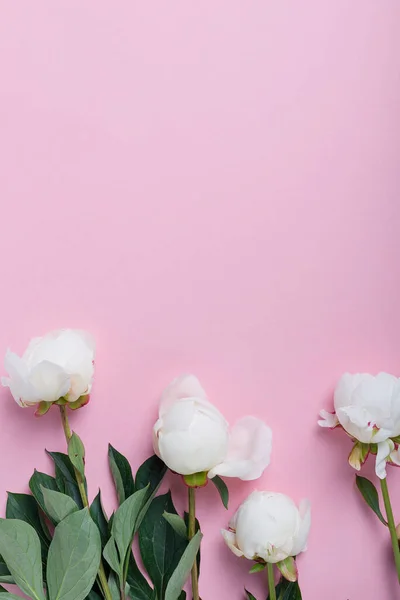 Peonía Blanca Elegante Sobre Fondo Rosa Concepto Una Tarjeta Felicitación —  Fotos de Stock