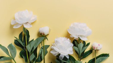 Sarı arka planda beyaz zarif şakayık. Tebrik kartı kavramı, metin için bir kopya alanı ile üst görünüm, kaydırma biçimi