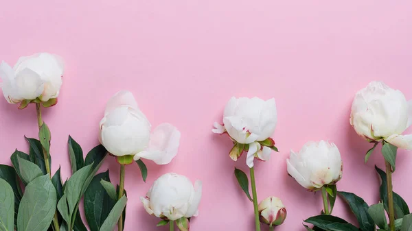 Peonía Blanca Elegante Sobre Fondo Rosa Concepto Una Tarjeta Felicitación —  Fotos de Stock