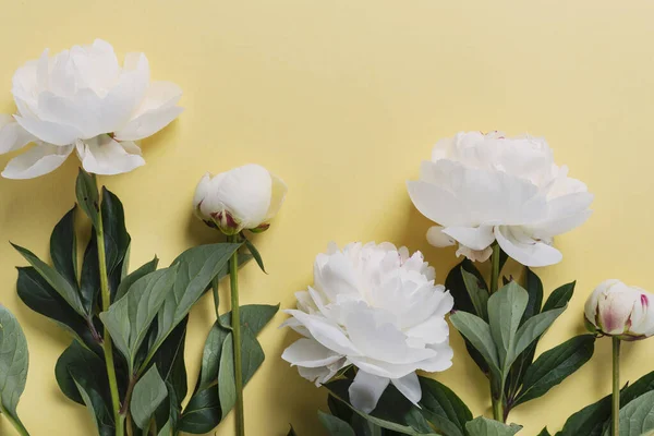 Peonía Blanca Elegante Sobre Fondo Amarillo Concepto Una Tarjeta Felicitación —  Fotos de Stock