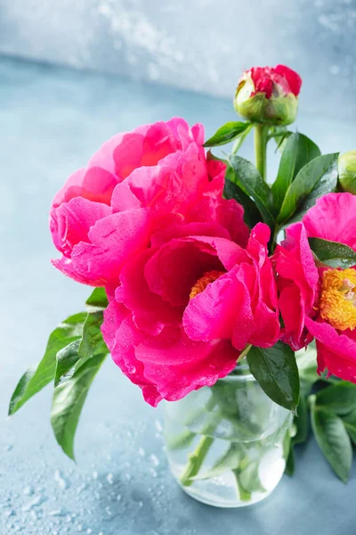 Peony Madame Butterfly Fuchsia Color Blue Baskground Selective Focus Image — Stock Photo, Image