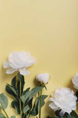 Sarı arka planda beyaz zarif şakayık. Tebrik kartı kavramı, metin için bir kopya alanı ile üst görünüm