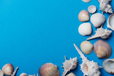 Mavi arka planda deniz kabukları. Yaz konsepti, metin için kopyalama alanı olan üstten aşağı görünüm