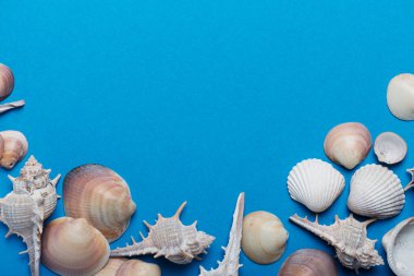 Mavi arka planda deniz kabukları. Yaz konsepti, metin için kopyalama alanı olan üstten aşağı görünüm