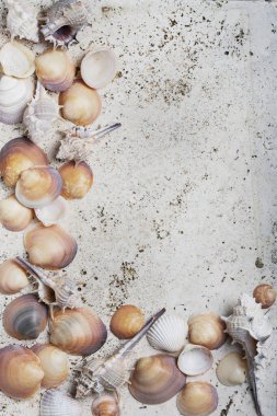 Yaz kavramı. Açık mermer zemin üzerinde deniz kabukları. Metin için kopyalama alanı olan yukarıdan aşağıya görünüm