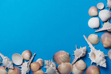 Mavi arka planda deniz kabukları. Yaz konsepti, metin için kopyalama alanı olan üstten aşağı görünüm