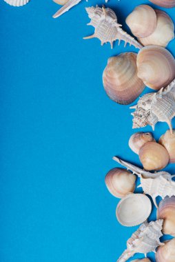 Mavi arka planda deniz kabukları. Yaz konsepti, metin için kopyalama alanı olan üstten aşağı görünüm