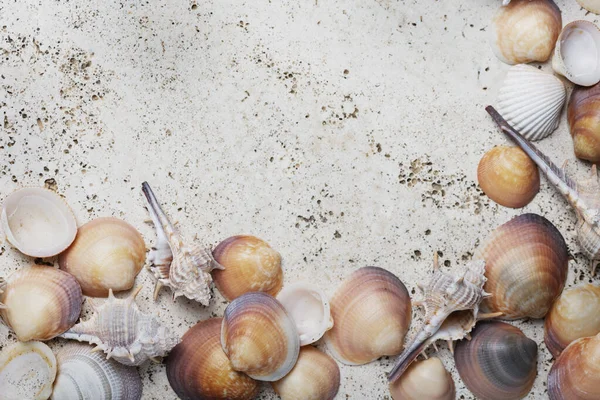 Concetto Estivo Seashells Sullo Sfondo Marmo Chiaro Vista Dall Alto — Foto Stock